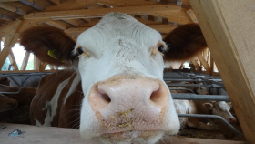 Австралийский учёный разрабатывает новую технологию распознания коров